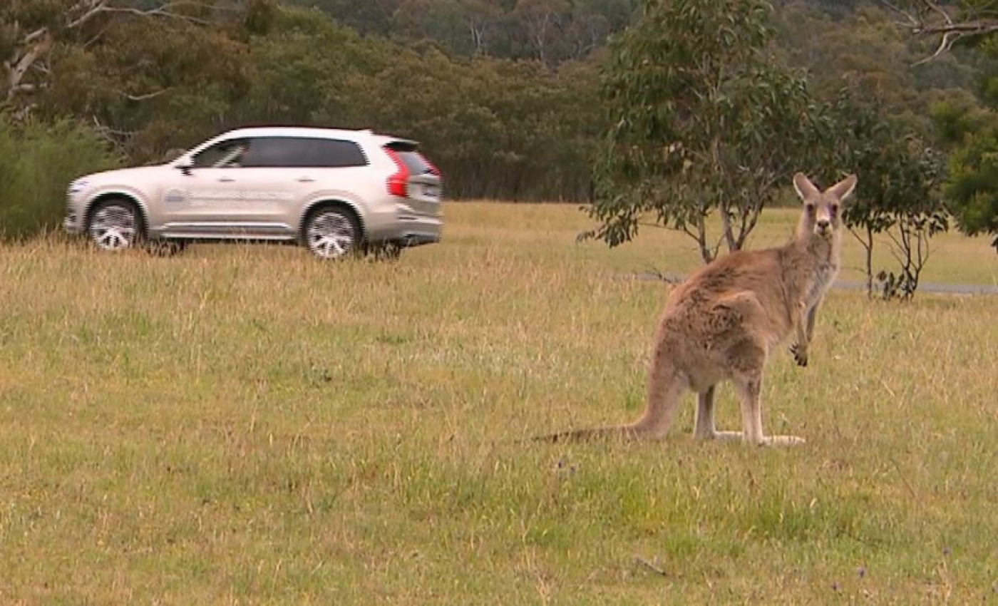 autos, cars, volvo, autos volvo, volvo's driverless tech struggles with kangaroos