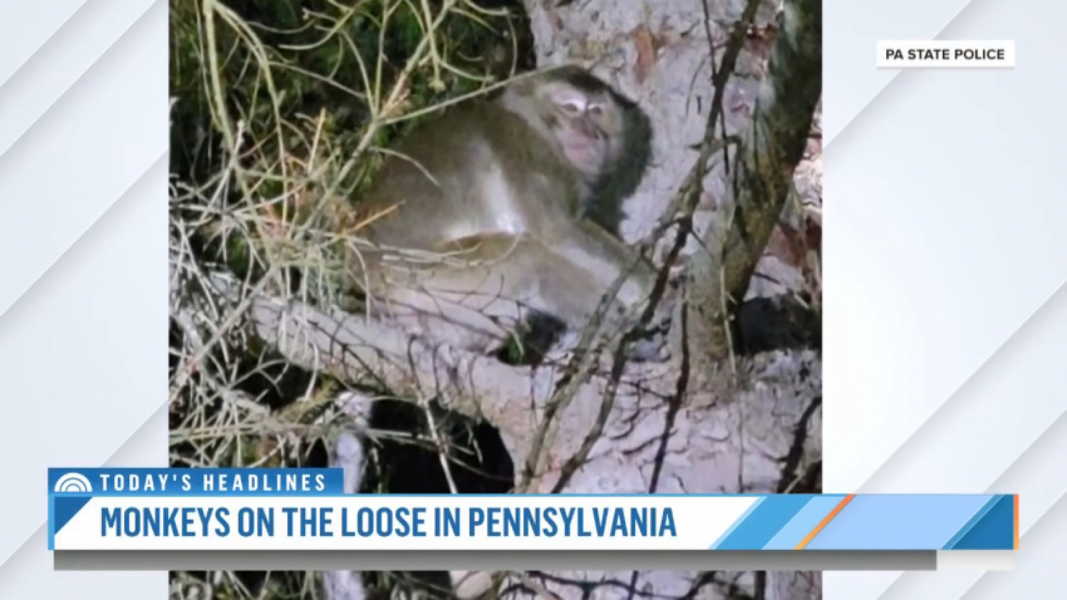 autos, cars, car accidents, trucks, 100 lab monkeys escaped a pickup truck crash in pennsylvania
