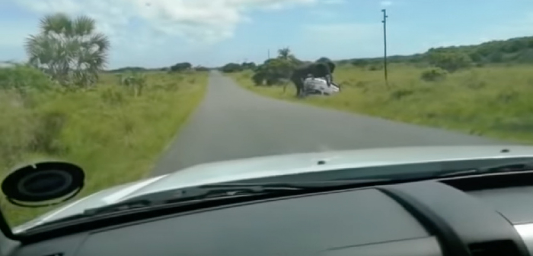 autos, cars, ford, car accidents, annoyed elephant tosses a ford suv around like a toy at african nature preserve