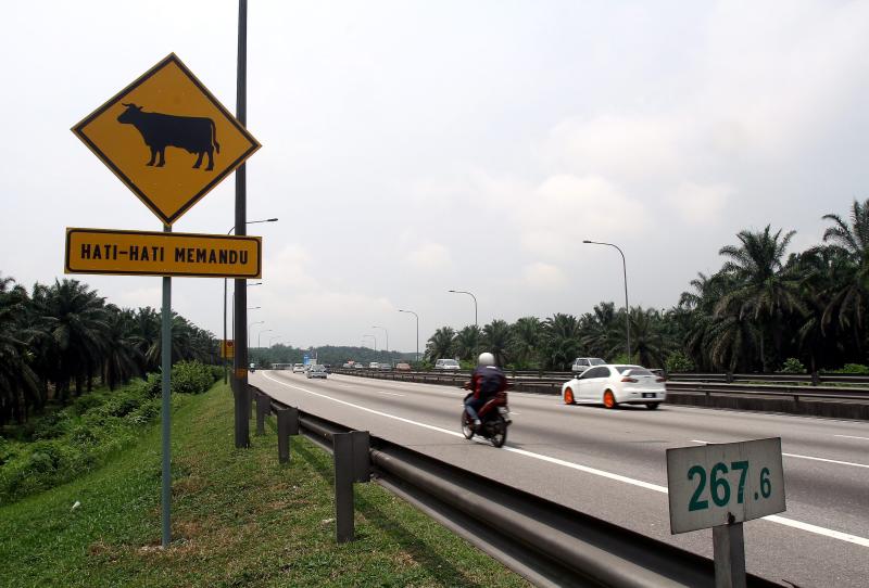 autos, cars, mini, autos news, ministry plans wildlife crossings on east coast expressway