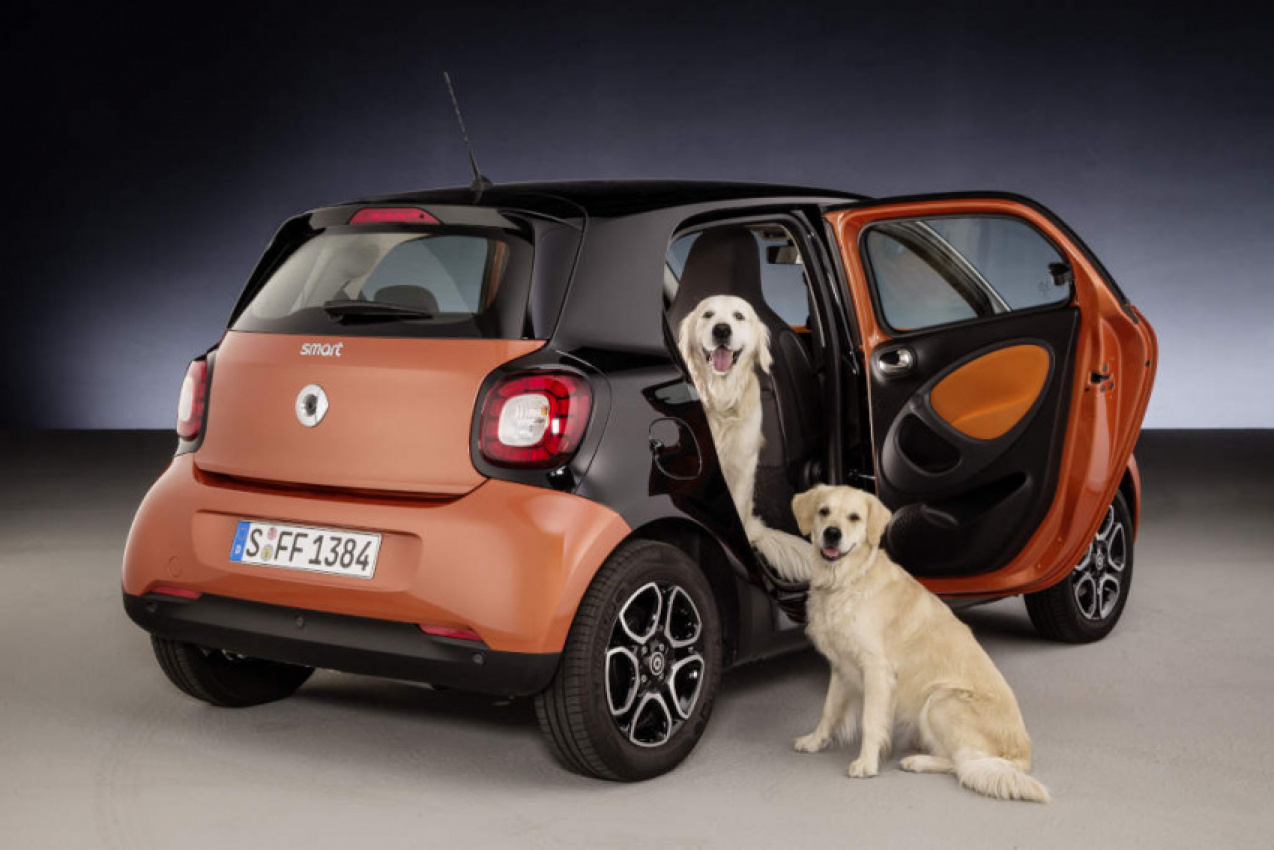 autos, cars, smart, forfour, smart for dogs