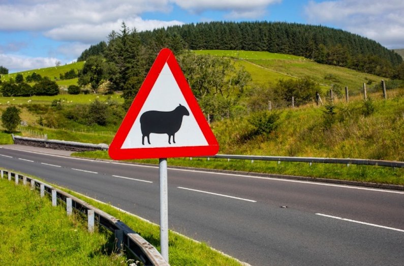 autos, cars, car news, highway code, what should i do if i hit an animal with my car?