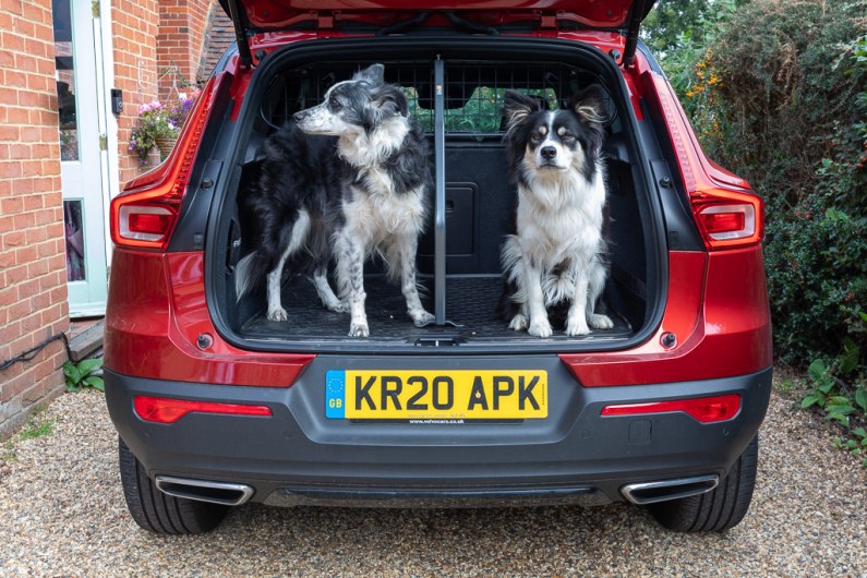 autos, cars, how to, car news, covid-19, highway code, how to, how to train your dog to travel in the car