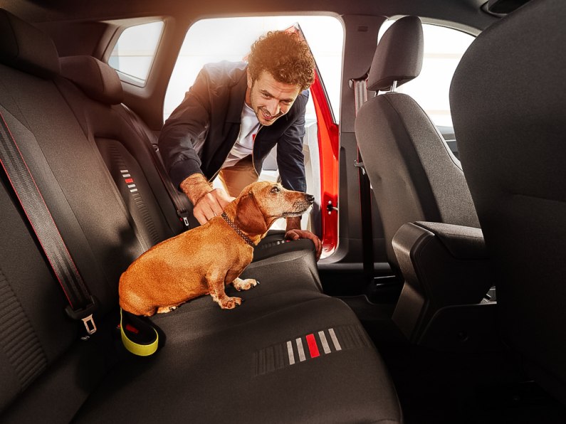 autos, cars, car news, highway code, new eu dog travel law; everything drivers need to know