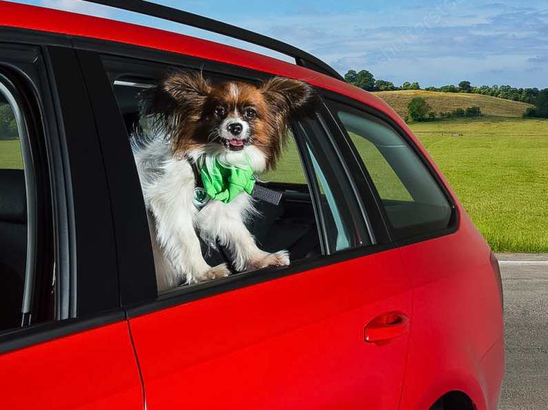 autos, cars, car news, highway code, new eu dog travel law; everything drivers need to know