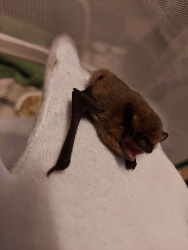 autos, cars, car news, nature-loving, review, bat found in boot of car successfully released back to the wild
