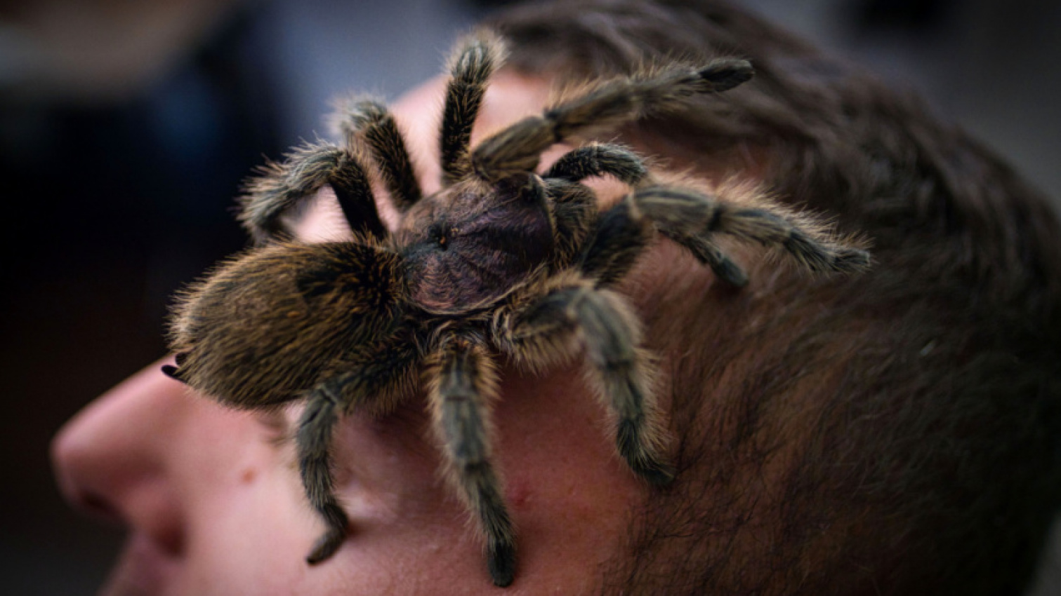 autos, cars, nature, news, weird car news, man finds huge spider in car: now it’s his pet companion for all his drives