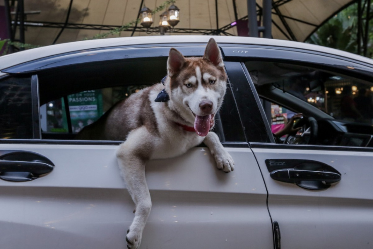 autos, cars, accessories, cars, car accessories pet lovers should never do without