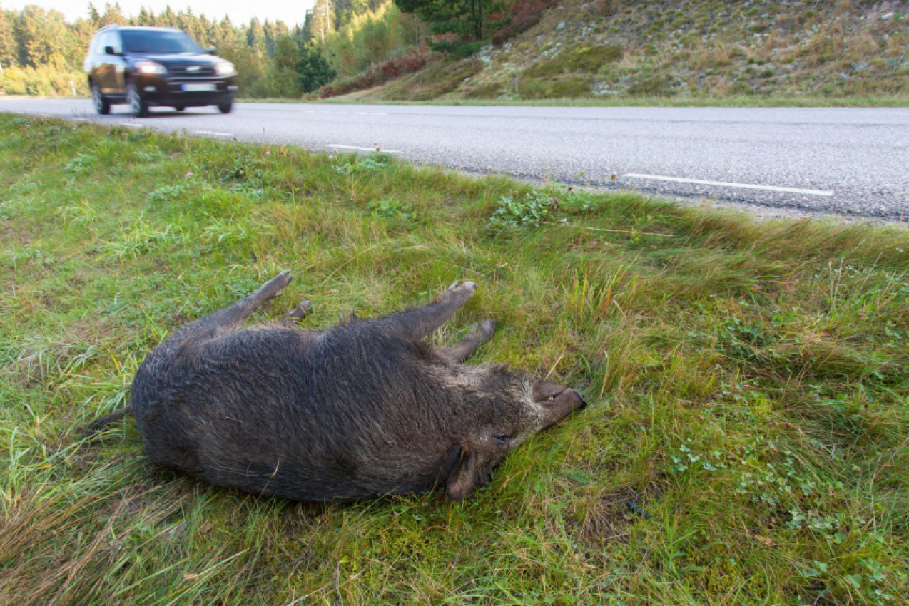 autos, cars, car accidents, car safety, is it legal in your state to take roadkill home to eat?