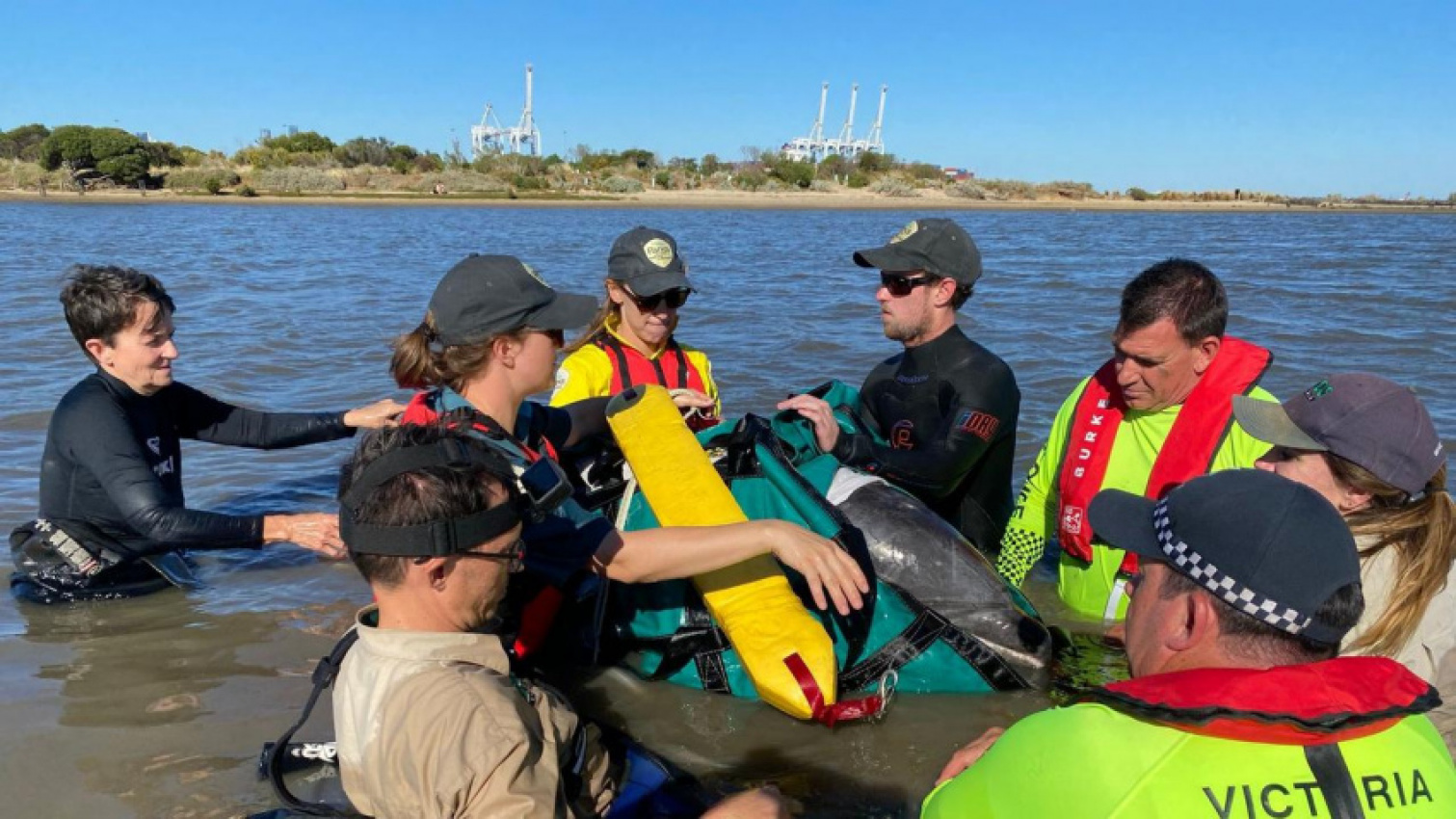 autos, cars, news, ram, animals, science, technology, inside beached dolphin’s dramatic rescue in port phillip bay