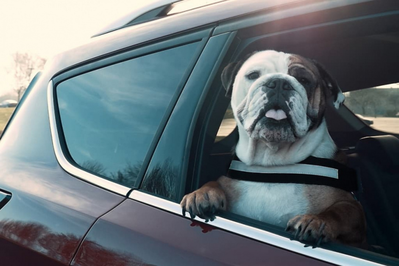 autos, cars, ford, reviews, car news, carpool, pets, ford patents new pet mode