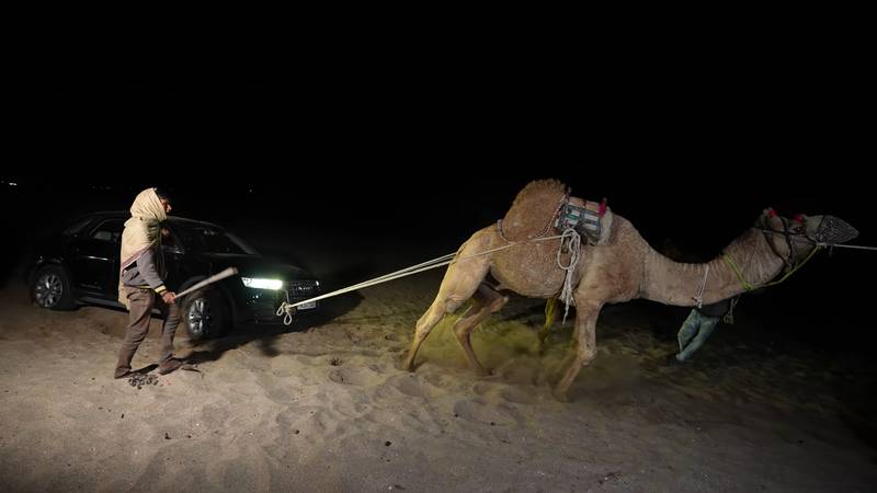 article, autos, cars, camel power rescues horsepower