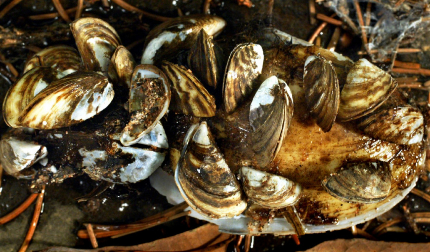 autos, cars, how to, boat, maintenance, how to, how to remove zebra mussels from your boat