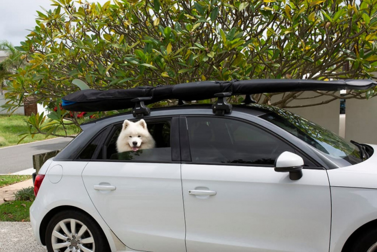 autos, cars, reviews, car news, carpool, family cars, pets, road trips and adventure, aussie dogs set to travel more than ever as road trip adventures grow in 2022