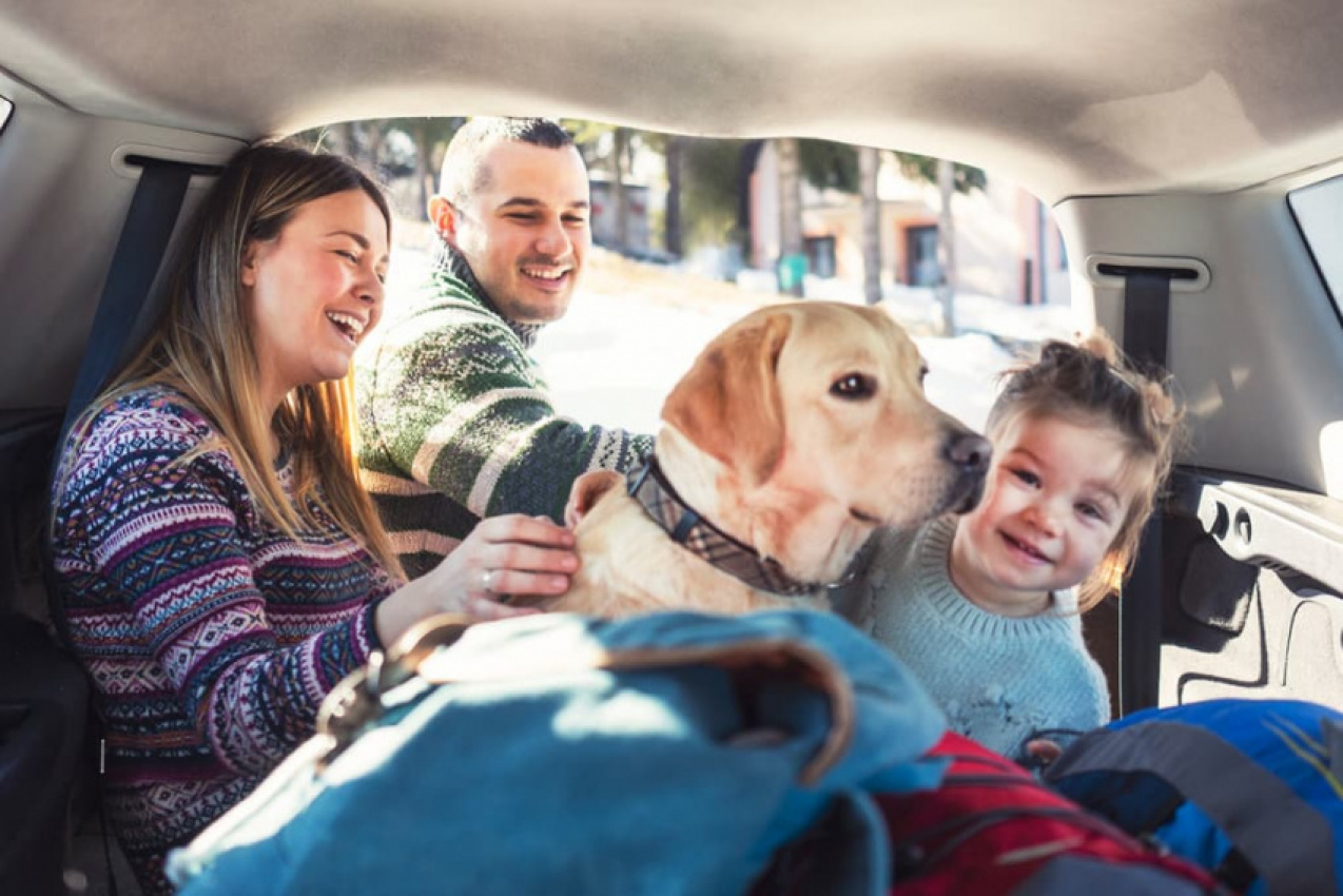 autos, cars, reviews, car news, carpool, family cars, pets, road trips and adventure, aussie dogs set to travel more than ever as road trip adventures grow in 2022