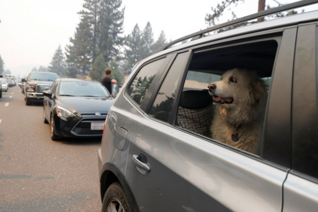 autos, cars, car safety, cars, do dogs get carsick? what to do if fido tosses his cookies
