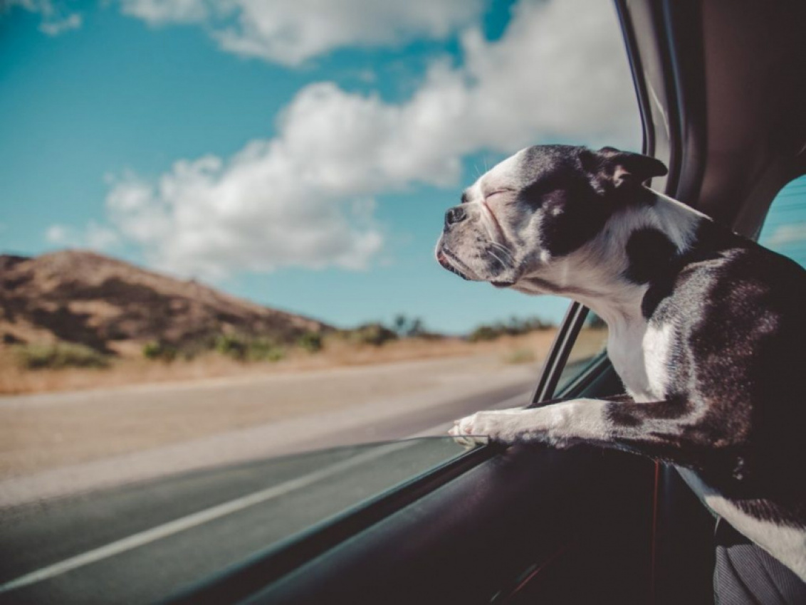 autos, cars, car safety, cars, do dogs get carsick? what to do if fido tosses his cookies