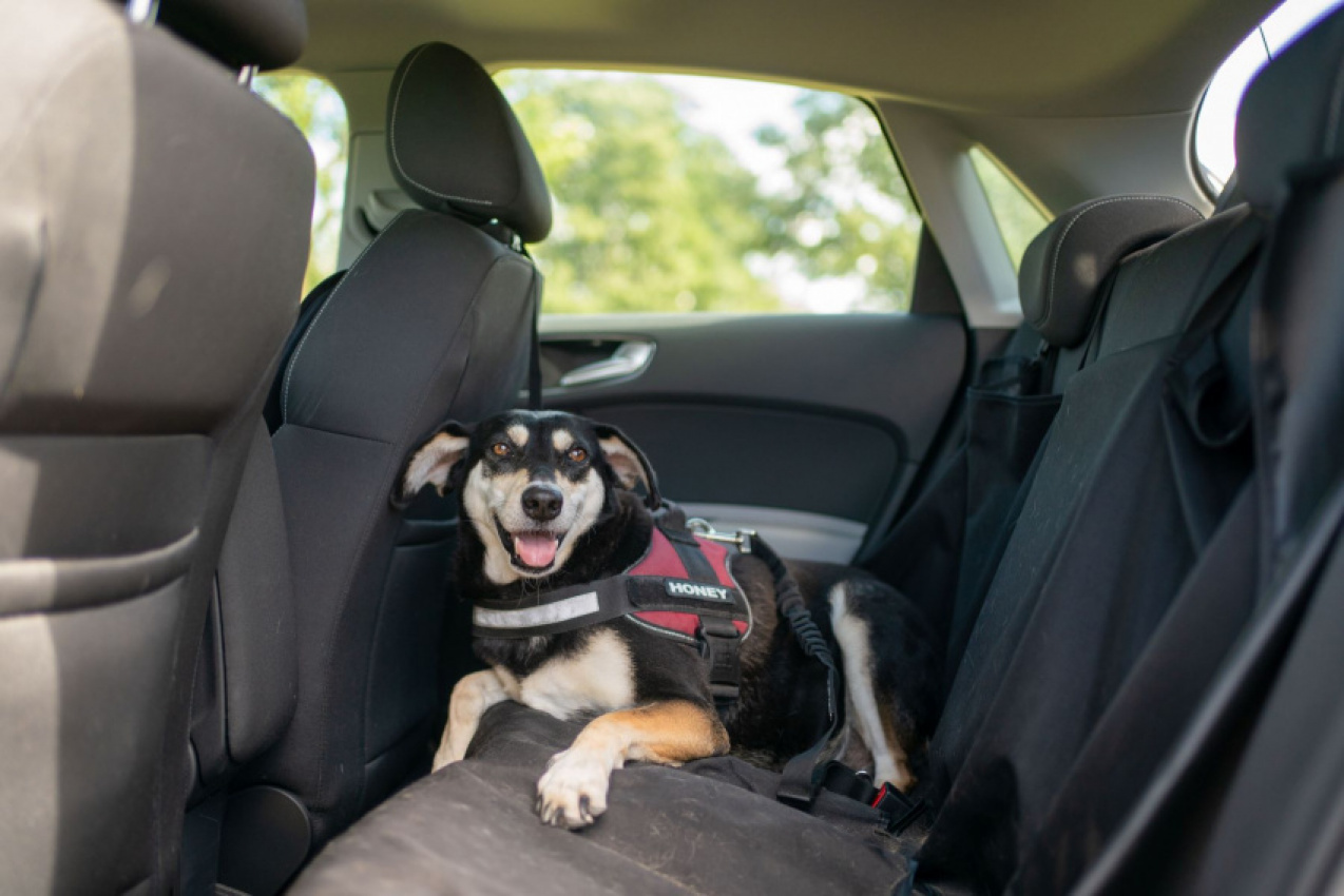 autos, cars, accessories, car safety, maintenance, family handyman’s 8 best dog car seat covers for keeping your car clean