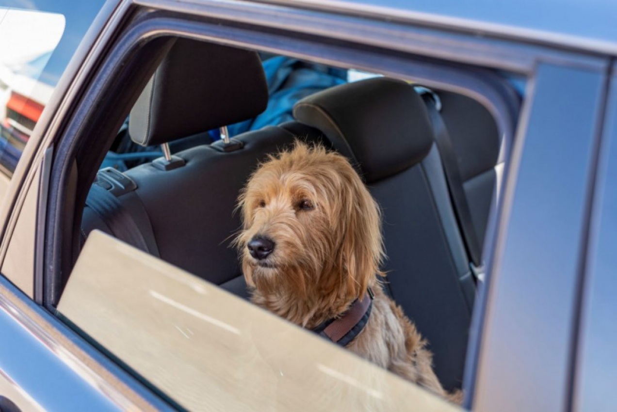 autos, cars, consumer reports, safety, hot car fatalities are a threat to children and pets all-year-round, consumer reports says