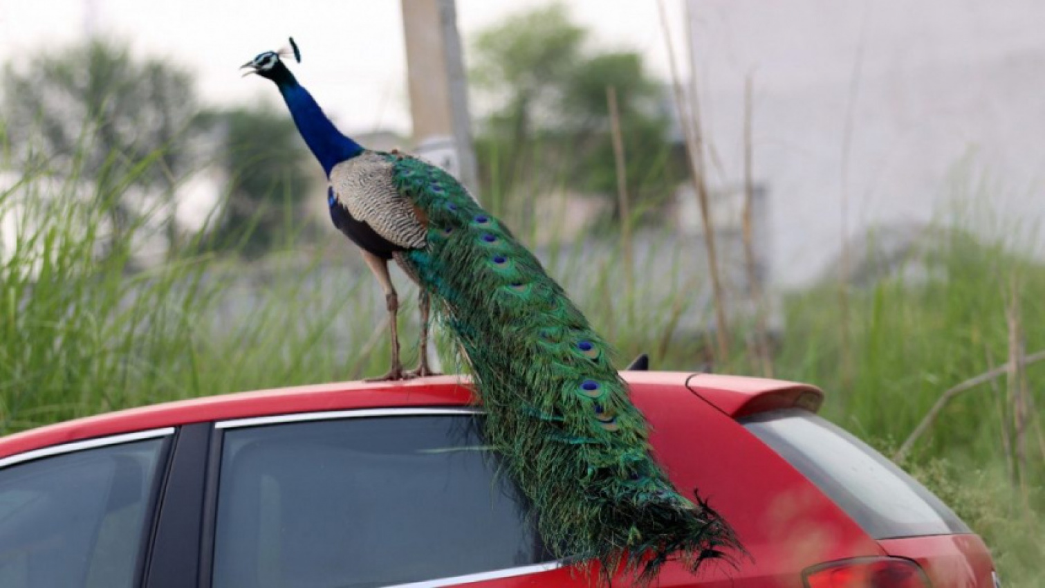 autos, cars, cars, news, weird car news, ‘conor mcgregor’ peacock head-butts cars because he thinks they’re a love rival