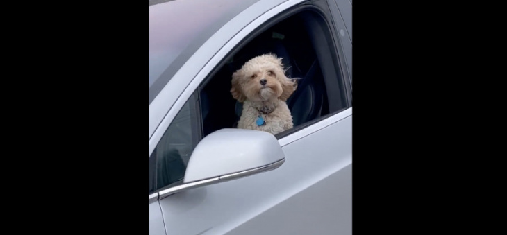 idiots use tesla autopilot to put dog in danger in attempt to go viral