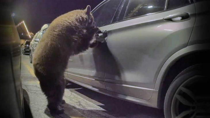 tesla sentry mode: bear peeks inside car, checks the door