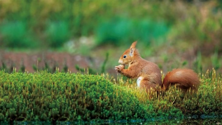 saving red squirrels with ai and cloud computing