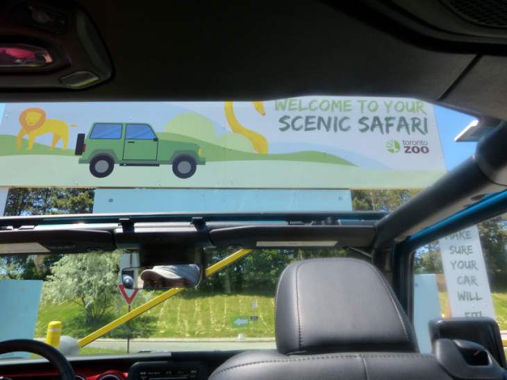taking a jeep on a safari adventure... at the toronto zoo