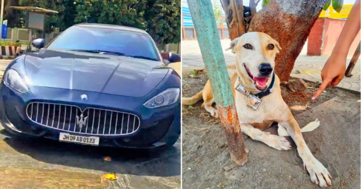maserati hits stray dog: accident or deliberate?