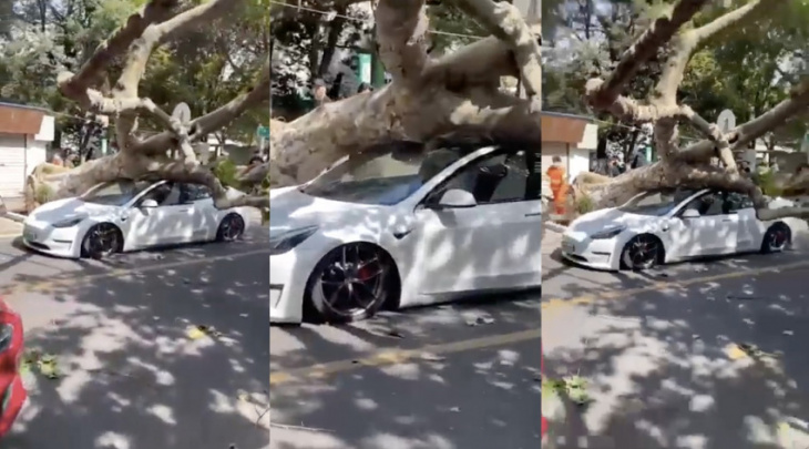 tesla model 3 glass roof shows its strength by tanking a falling tree in china