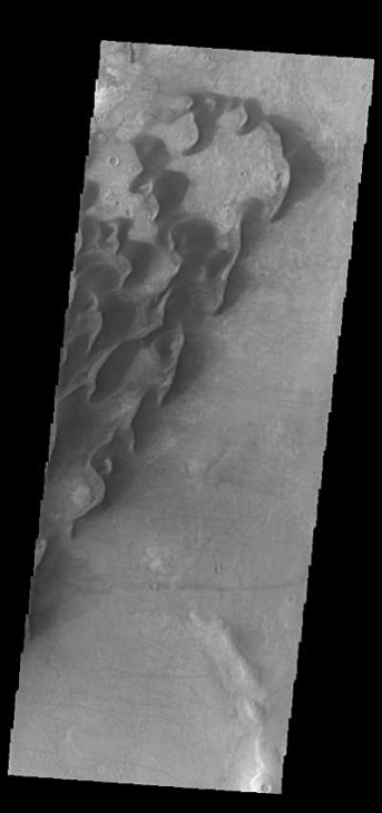 martian gullies look like a herd of giant alien creatures, with babies