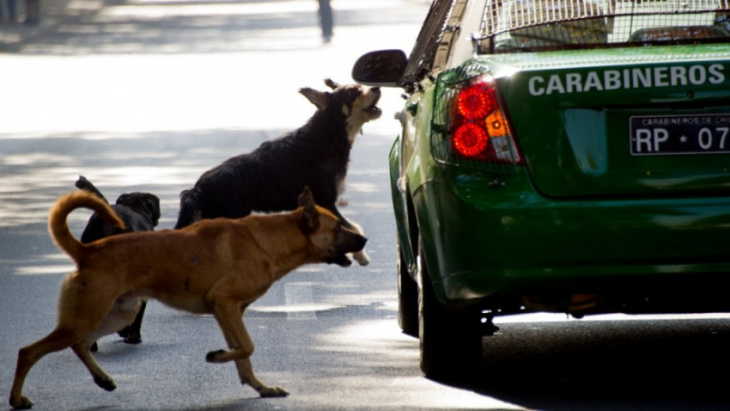 how to, why do dogs love chasing cars? — and how to stop it