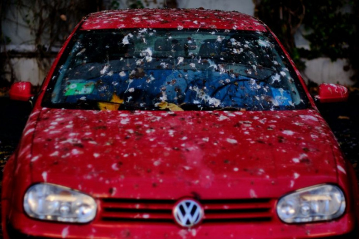 how to, why do birds poop on cars? — how to stop the bomb drops