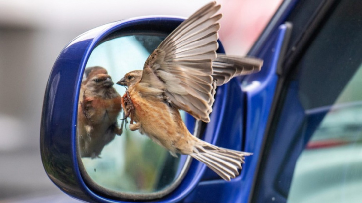 how to, why do birds poop on cars? — how to stop the bomb drops
