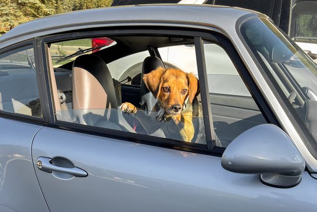 when crossing the country by car, choosing the right dog and car is crucial