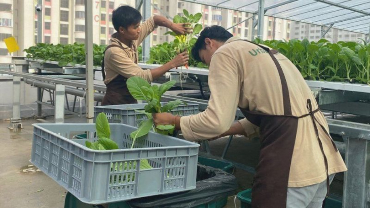 rooftop car parks in singapore are being turned into vegetable farms