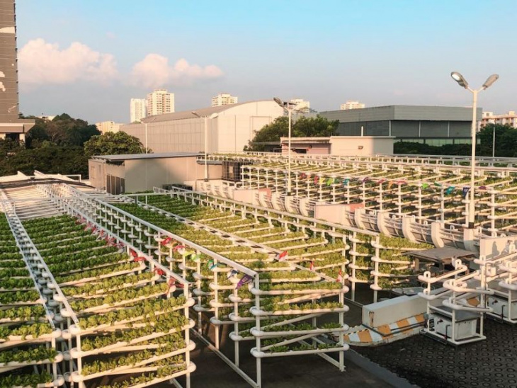 rooftop car parks in singapore are being turned into vegetable farms
