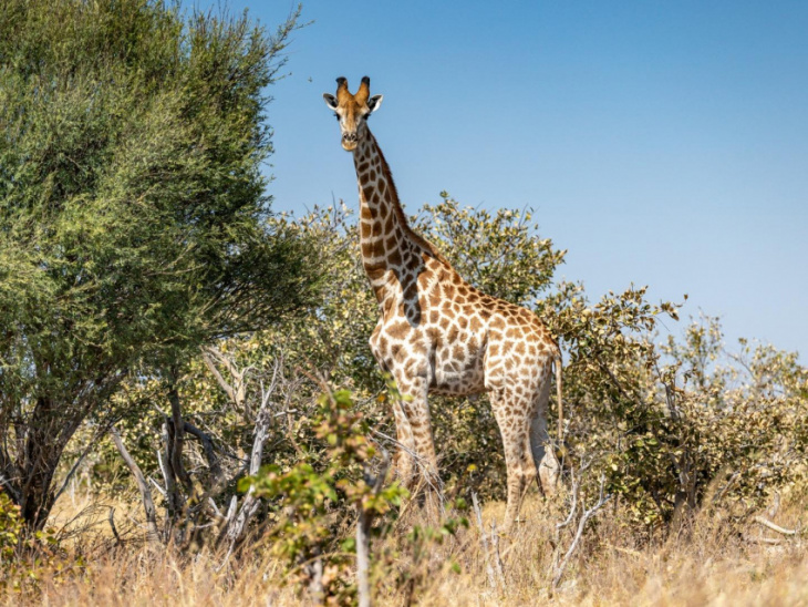 suzuki safari 2022 - big in botswana