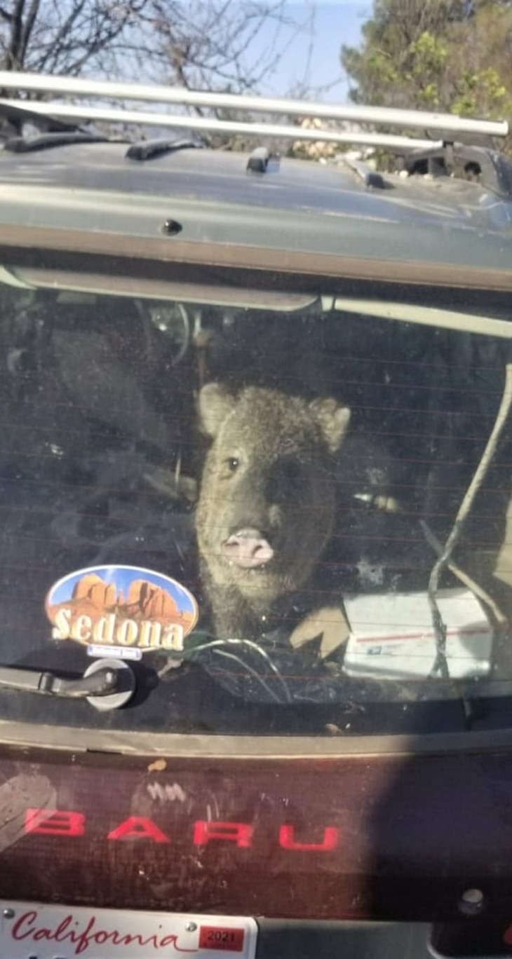 hungry javelina hunting cheetos gets stuck in car, takes a ride