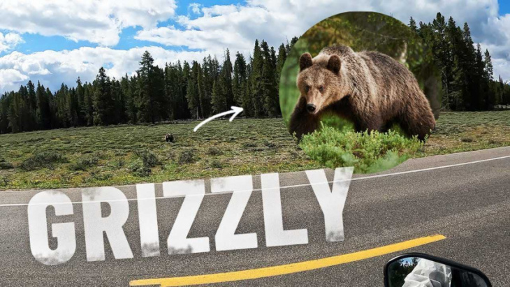 watch itchy boots meet bears, bison, and elk riding through yellowstone