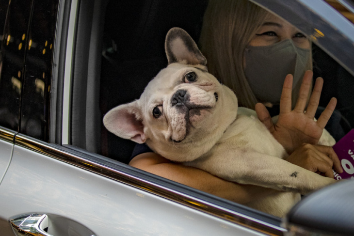 3 ways to pack smart while traveling with pets