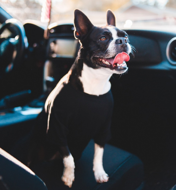 how to, why does my dog pant in the car? — and how to stop it