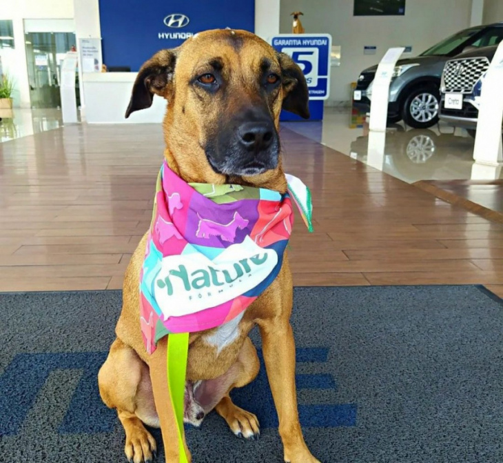 in brazil, tucson prime's journey from street dog to car salesman has created an instagram star