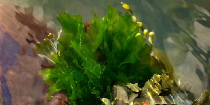 could offshore wind sites host edible seaweed farms? the swedes think so