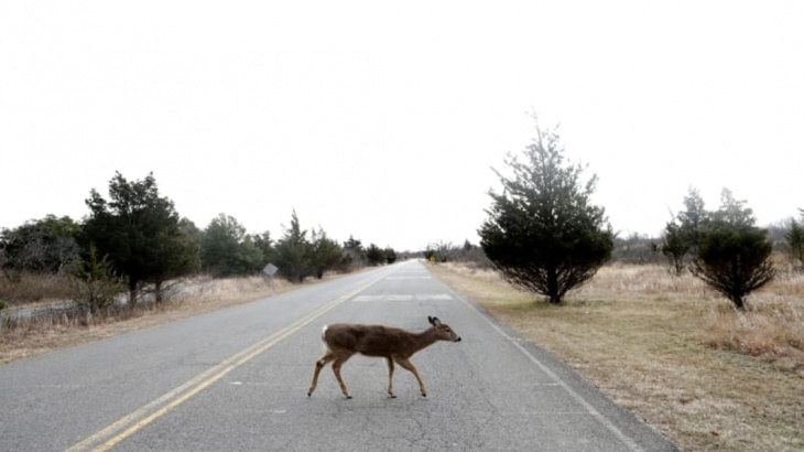 permanent daylight saving time would prevent 37,000 car-deer crashes, study says