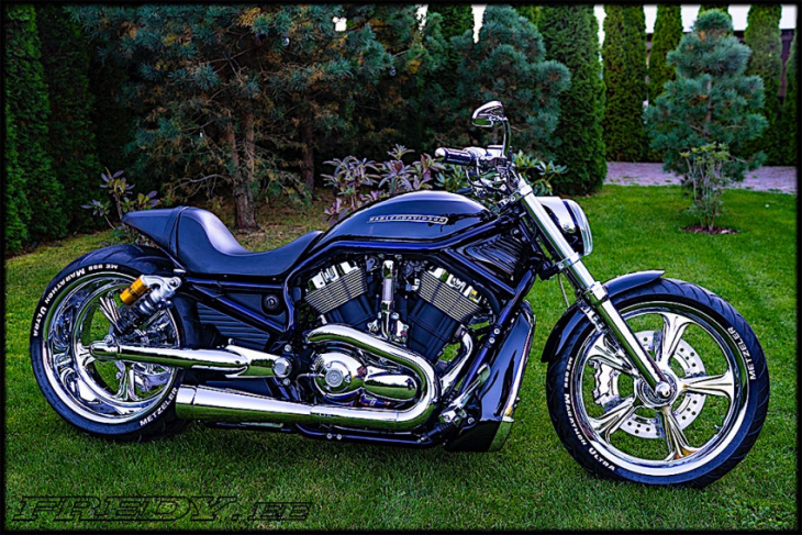 harley-davidson “venom” v-rod is a boy with muscle in a business suit