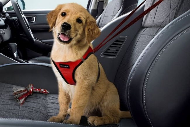 offbeat, industry news, new hampshire wants to stop you from driving with a dog on your lap