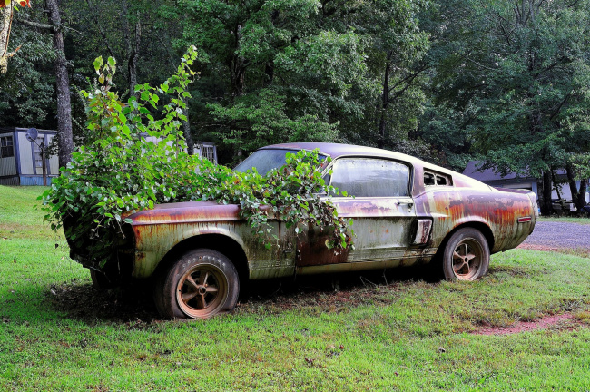 this ’67 shelby gt500 has been rotting in a yard for 20 years!