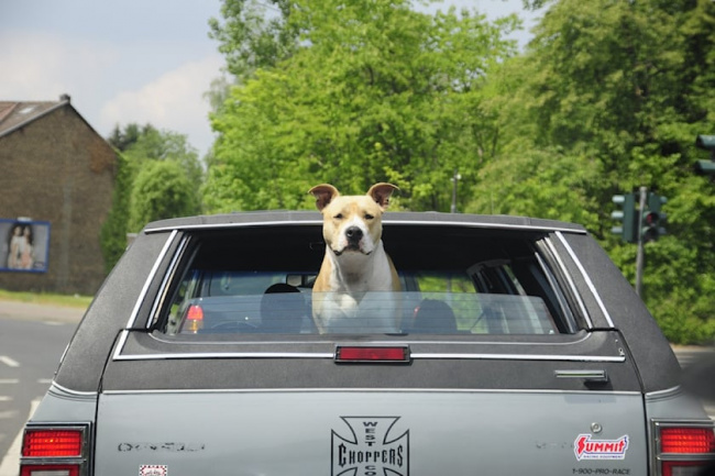 technology, florida looks to ban dogs from putting head out car windows