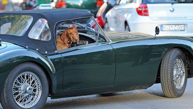police, seriously? proposed florida law bans dogs sticking heads out car windows